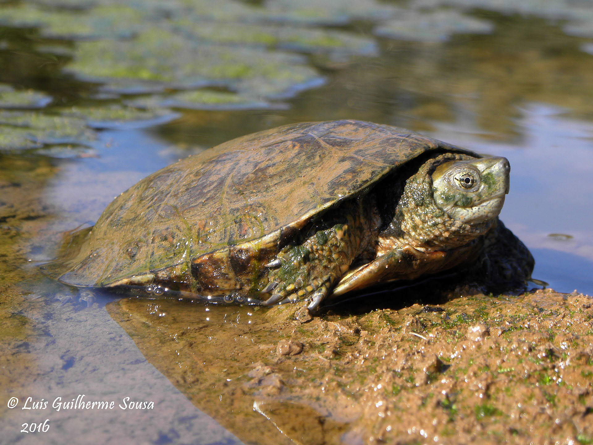 Mauremys leprosa – LIFE LINES